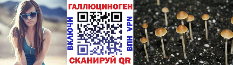 купить наркоту  Канаш  Псилоцибиновые грибы Magic Shrooms 